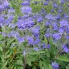 Bartblume ´HEAVENLY BLUE´ 20-30 cm, Cont. 2,5 l Produktbild-Vorschau 7