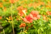 Campsis radicans 'Grandiflora', Trompetenblume, orange, Produktbild-Vorschau 5