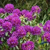 Rhododendron 'Marcel Menard' | 40-50 cm en pot Voir les images du produit 2