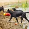 Beeztees Wassereis - Hundespielzeug - Neopren - 43x18x9 cm Produktbild-Vorschau 2