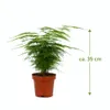 Asparagus setaceus Plumosus ca. 35 cm – Zierspargel Produktbild-Vorschau 2