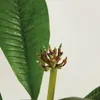 Bloomique - Plumeria Frangipani - Drzewo Świątynne - Podgląd zdjęcia produktu 6