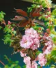 Prunus serrulata 'Royal Burgundy', Zierkirsche, dunkelrosa, Produktbild-Vorschau 7