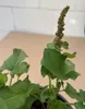 Guter Heinrich - Chenopodium bonus-henricus - Gemüse- und Produktbild-Vorschau 2