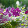 Hallo, Clematis Viticella 'Polish Spirit', ook wel bekend Productafbeelding-voorbeeld 2