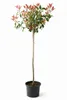 Photinia fraseri 'Red Robin", Glanzmispel-Stämmchen, Höhe: Produktbild-Vorschau 2