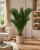 Cycas Revoluta, výška cca 100 cm – Sagopalma, palmfarn, Náhled obrázku produktu 1