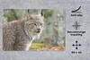 MuchoWow® Schreibtischunterlage Luchs - Wald - Grau 60x40 Produktbild-Vorschau 2