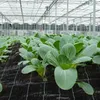 Lospitch Unkrautvlies Gartenvlies Schutzvlies Unkrautfolie Produktbild-Vorschau 5