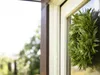 EUROPALMS  di lavanda, 30 cm (83500504) Anteprima dell’immagine prodotto 3