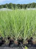 Stauden Gänge 3 x Panicum virgatum 'Northwind' im 1 Liter Produktbild-Vorschau 7