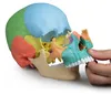 Modello cranico per osteopatia Erler, 22 pezzi, magnetico, Anteprima dell’immagine prodotto 2