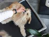 A person is feeding a dog a treat while the dog lies on a black mat with a metal frame. Produktbild-Vorschau