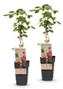 Green boutiQ - Fruitplant - Rubus log. Tayberry - Braamboos Voir les images du produit 1