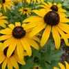 6x Rudbeckia f. Goldsturm P9H20 Produktbild-Vorschau 4