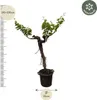 Vigne Vitis Vinifera, plante d'intérieur Ø55cm Ø220cm - Voir les images du produit 2