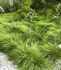 BALDUR Garten 3er Gräser-Teppich 'Carex Remota', Pflanzen Produktbild-Vorschau 2