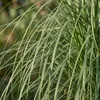 Stauden Gänge 1 x Cortaderia selloana 'Evita' im 1 Liter Produktbild-Vorschau 9