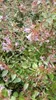 Abelia 'Edward Goucher' - Abelie 'Edward Goucher' 50- 60 cm Anteprima dell’immagine prodotto 3
