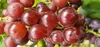 Weinrebe Swenson Red, rosa, 2L Topf, frost- & Produktbild-Vorschau 3