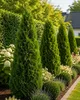 Thuja Smaragd, výška 60–80 cm, v kvetináči P9 | Smrečina Náhľad obrázku produktu 1