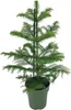 Araucaria Heterophylla Anteprima dell’immagine prodotto 5