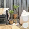 Bloomique - 2er Set - Olea Europaea - Olivenbaum Echt - Produktbild-Vorschau 2
