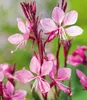 BALDUR Garten 2x Prachtkerze - Gaura 'Pink', Pflanzen im Produktbild-Vorschau 1