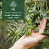 Meine Orangerie Olivenbaum Mezzo - echter Olivenbaum - 80 Produktbild-Vorschau 4