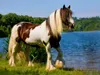 Calvendo Ein Motiv aus dem Kalender Gypsy Horses 1000 Teile Produktbild-Vorschau 2