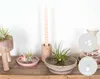 Bloomique - Mix 5 - Tillandsia - Rośliny powietrzne - Podgląd zdjęcia produktu 2