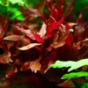 Aquarium Pflanze 3 Stück Alternanthera reineckii Rosanervig Produktbild-Vorschau 2