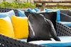 MuchoWow® Outdoor Kissen - Elefant auf schwarzem Produktbild-Vorschau 4