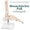 Anatómia Kostra Model životnej veľkosti Anatomické kosti Náhľad obrázku produktu 1