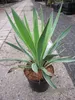 Yucca gloriosa Variegata - Gelbbunte Kerzen-Palmlilie - Produktbild-Vorschau 2