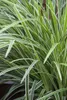 Japan-Segge, im Topf - Carex morrowii, immergrün Produktbild-Vorschau 4