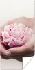 MuchoWow® Poster Die Hände halten eine rosa Pfingstrose Produktbild-Vorschau 1