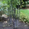 A close-up shot of several black bamboo stalks with green leaves, planted in dark soil. Produktbild-Vorschau