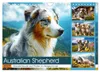 Australian Shepherd. Wanderfreude auf Pfoten im Bergsommer Produktbild-Vorschau 1