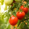 ProGarden Gewächshaus BALKONGEWÄCHSHAUS mit zwei Ebenen Produktbild-Vorschau 3