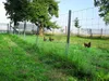 50m plot pro zvěř lesnický plot uzlové pletivo plot pro Náhled obrázku produktu 6