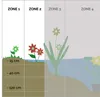 Bloomique - Caltha palustris - Kaczeńce błotne - Rośliny do Podgląd zdjęcia produktu 5