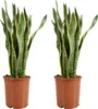Bloomique - Lot de 2 - Sansevieria Laurentii - Langue de Voir les images du produit 1