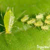 Leaf Insects Blattinsekten Kapseln – 36 Stück- Organifer Produktbild-Vorschau 3