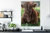 MuchoWow® Poster Schottischer Highlander - Kröte - Tiere Produktbild-Vorschau 3