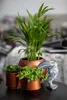 Three potted plants and a decorative bird figurine are arranged on a dark surface, with a blurred background of a room. Produktbild-Vorschau