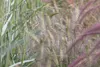 Pennisetum alopecuroides 'Hameln', Lampenputzergras, ca. Produktbild-Vorschau 6