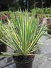 Yucca filamentosa Bright Edge - Palmlilie Bright Edge - Produktbild-Vorschau 1