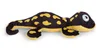 A plush toy salamander with black and yellow spots, lying on a white background. Produktbild-Vorschau
