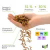 UGF vers de Farine séchés de qualité supérieure 460 g (seau Voir les images du produit 5